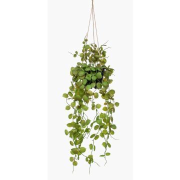 Suspension artificielle avec ceropegia BOLTEN, vert, 50cm