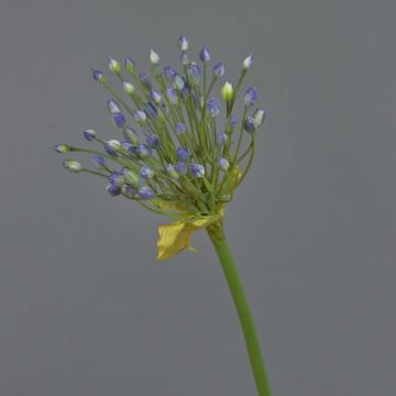 Allium ornemental artificiel KATYNA, bleu, 70cm