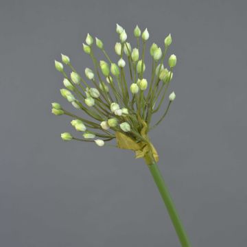 Allium ornemental artificiel KATYNA, crème, 70cm