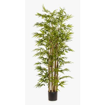 Bambou artificiel HIKITO, tiges naturelles, 175 cm Bambou artificiel HIKITO, tiges naturelles, 175 cm