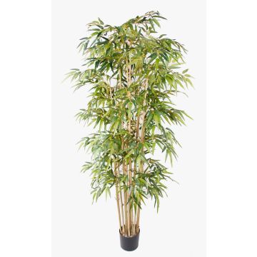 Bambou artificiel HIKITO, tiges naturelles, 205 cm Bambou artificiel HIKITO, tiges naturelles, 205 cm
