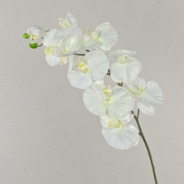 Branche d'orchidée phalaenopsis artificielle ANAT, crème, 100cm