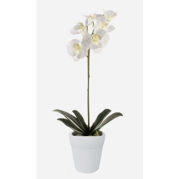 Orchidée artificielle Phalaenopsis ISIS, pot en céramique, blanc, 55 cm Orchidée artificielle Phalaenopsis ISIS, pot en céramique, blanc, 55 cm