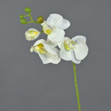 Orchidée Phalaenopsis artificielle MINA, blanc, 55cm Orchidée Phalaenopsis artificielle MINA, blanc, 55cm