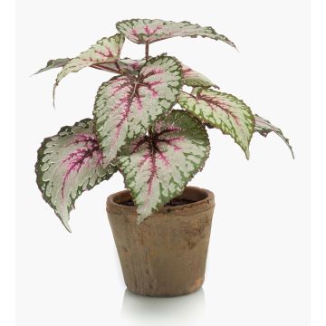 Plante artificielle: bégonia à feuilles MEIRA dans un pot en terre cuite, vert-rose, 25cm Plante artificielle: bégonia à feuilles MEIRA dans un pot en terre cuite, vert-rose, 25cm