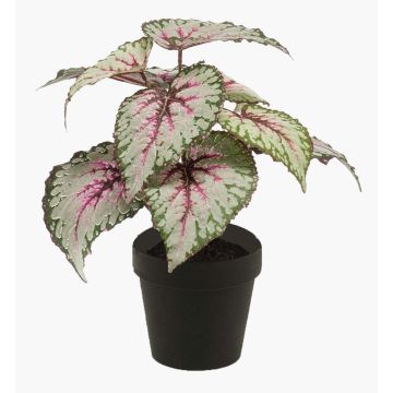 Plante artificielle Bégonia rex MEIRA, vert-rose, 25cm Plante artificielle Bégonia rex MEIRA, vert-rose, 25cm