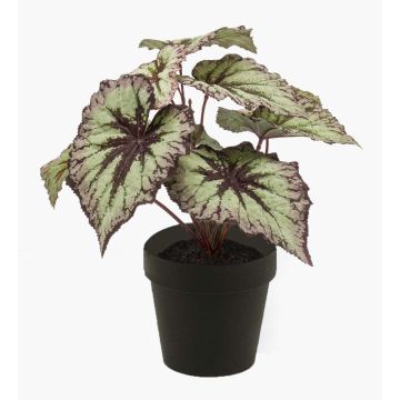 Plante artificielle Bégonia rex MEIRA, vert-violet, 25cm Plante artificielle Bégonia rex MEIRA, vert-violet, 25cm
