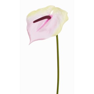 Fleur de flamant rose artificielle MOIRA, crème-rose, 75cm, 13x18cm Fleur de flamant rose artificielle MOIRA, crème-rose, 75cm, 13x18cm