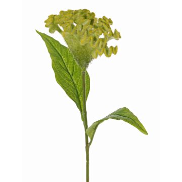 Fleur artificielle « crête de coq » ANUBIS, vert-jaune, 60 cm, Ø 14 cm Fleur artificielle « crête de coq » ANUBIS, vert-jaune, 60 cm, Ø 14 cm