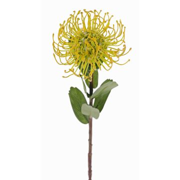 Coussin à épingles artificiel Protea BAILY, jaune-vert, 55 cm, Ø 10 cm Coussin à épingles artificiel Protea BAILY, jaune-vert, 55 cm, Ø 10 cm