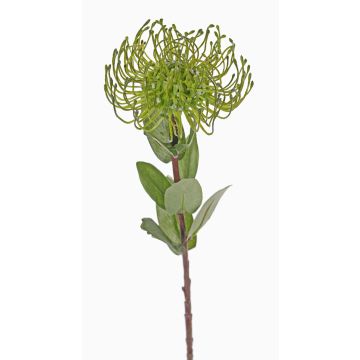 Coussin à épingles artificiel Protea BAILY, vert, 55 cm, Ø 10 cm