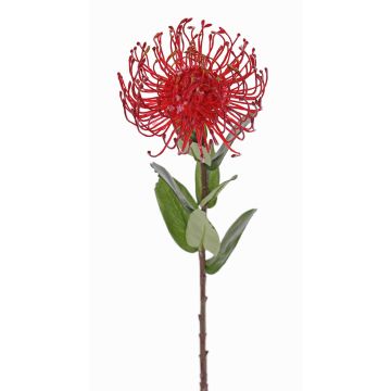 Coussin à épingles artificiel Protea BAILY, rouge, 55 cm, Ø 10 cm Coussin à épingles artificiel Protea BAILY, rouge, 55 cm, Ø 10 cm