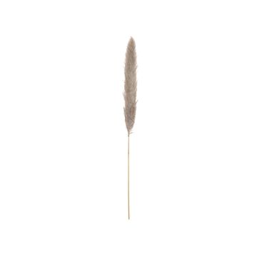 Panicule d'herbe de la pampa argentée séchée ALBERICO, couleur naturelle, 135cm