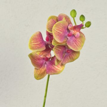 Branche d'orchidée Phalaenopsis artificielle OPHELIA, rose-vert, 40 cm, Ø 7-8 cm