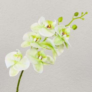 Branche d'orchidée Phalaenopsis artificielle OPHELIA, crème-vert, 80 cm, Ø 8-9 cm