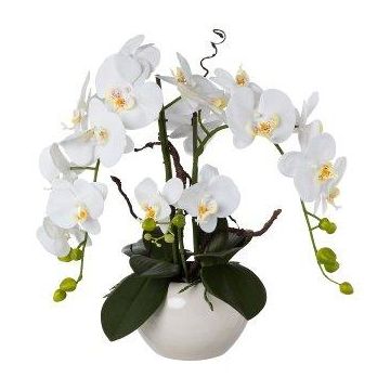 Composition d'orchidée et de saule tire-bouchon artificielle LULUDI, pot en céramique blanc, racines, blanc, 55cm