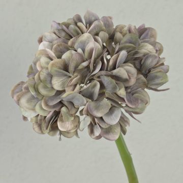 Fleur décorative Hortensia MANDISA, beige-rose, 65cm