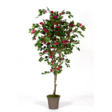 Bougainvillée artificielle ISMUNDE, tronc en bois véritable, fleurs, rose fuchsia, 210cm - Made in Italy Bougainvillée artificielle ISMUNDE, tronc en bois véritable, fleurs, rose fuchsia, 210cm - Made in Italy