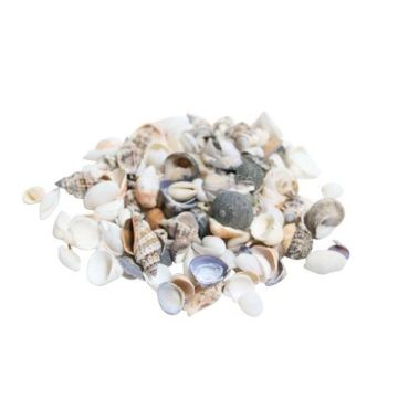 Coquillages NERINO, naturel, 500g Coquillages NERINO, naturel, 500g