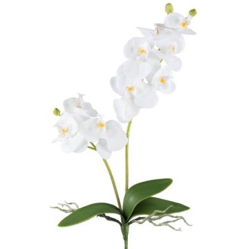Fleur artificielle Orchidée Phalaenopsis KRUZBER, piquet, racines, blanc, 55cm Fleur artificielle Orchidée Phalaenopsis KRUZBER, piquet, racines, blanc, 55cm