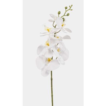 Branche d'orchidée Phalaenopsis artificielle AXELOR, blanche, 85 cm Branche d'orchidée Phalaenopsis artificielle AXELOR, blanche, 85 cm