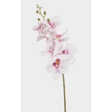 Branche d'orchidée Phalaenopsis artificielle AXELOR, blanc-rose, 85 cm Branche d'orchidée Phalaenopsis artificielle AXELOR, blanc-rose, 85 cm