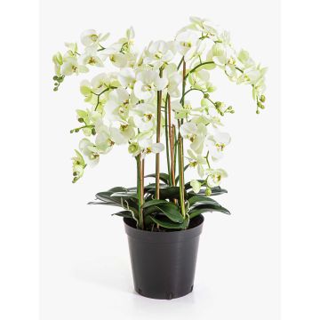 Fleur artificielle : orchidée Phalaenopsis FINEA dans un pot décoratif, crème, 85 cm Fleur artificielle : orchidée Phalaenopsis FINEA dans un pot décoratif, crème, 85 cm
