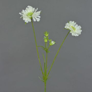 Branche artificielle de scabieuse ANDIA, blanche, 80cm, Ø8-10cm Branche artificielle de scabieuse ANDIA, blanche, 80cm, Ø8-10cm
