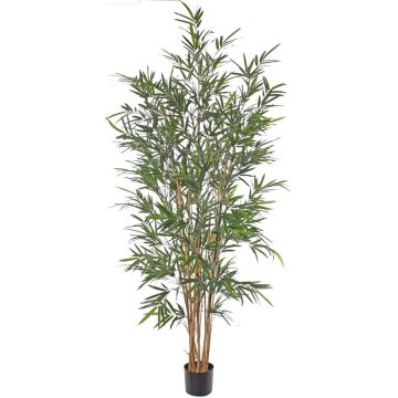 Bambou artificiel LUCINE, tiges naturelles, crossdoor, 195 cm Bambou artificiel LUCINE, tiges naturelles, crossdoor, 195 cm