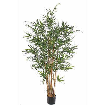 Bambou artificiel LUCINE, tiges naturelles, crossdoor, 230 cm Bambou artificiel LUCINE, tiges naturelles, crossdoor, 230 cm