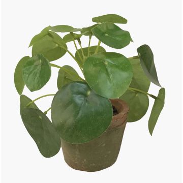 Plante succulente artificielle « Glückstaler » SYBIL dans un pot en terre cuite, verte, 15 cm Plante succulente artificielle « Glückstaler » SYBIL dans un pot en terre cuite, verte, 15 cm
