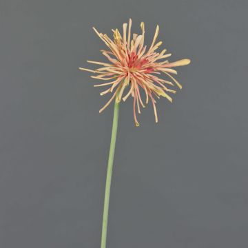 Chrysanthème artificiel SUSUMU, pêche-rose, 60cm, Ø14cm Chrysanthème artificiel SUSUMU, pêche-rose, 60cm, Ø14cm