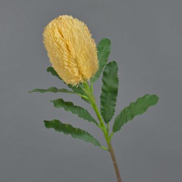 Fausse fleur Banksia robur YUSTE, pêche, 65cm, Ø8cm Fausse fleur Banksia robur YUSTE, pêche, 65cm, Ø8cm
