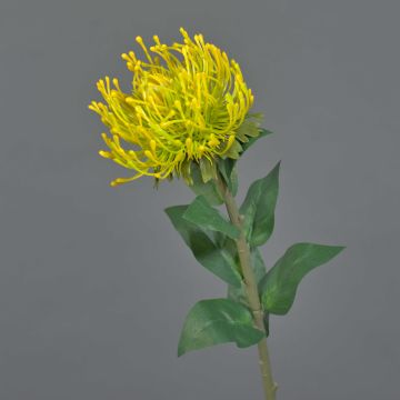 Fleur artificielle « coussin à épingles » Protea HERVAS, jaune, 70 cm, Ø 12 cm