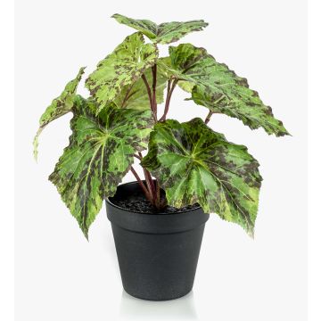 Plante artificielle bégonia à feuilles MEIRA, vert-noir, 25cm Plante artificielle bégonia à feuilles MEIRA, vert-noir, 25cm