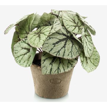 Plante artificielle: bégonia à feuilles MEIRA en pot en terre cuite, touffue, vert-gris, 25cm