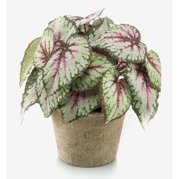 Plante artificielle: bégonia à feuilles MEIRA dans un pot en terre cuite, touffue, vert-rose, 25cm