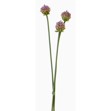 Bouquet de fleurs d'allium artificielles LAMDA, violet-vert, 65cm, Ø4cm Bouquet de fleurs d'allium artificielles LAMDA, violet-vert, 65cm, Ø4cm