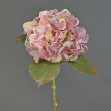 Fleur synthétique Hortensia AMARILDO, rose-jaune, 50cm, Ø16cm Fleur synthétique Hortensia AMARILDO, rose-jaune, 50cm, Ø16cm