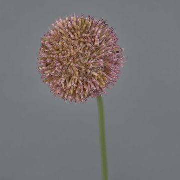 Allium artificiel NATASHA, violet, 65 cm, Ø 10 cm Allium artificiel NATASHA, violet, 65 cm, Ø 10 cm