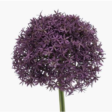 Allium synthétique PRAXEN, lilas foncé, 90cm Allium synthétique PRAXEN, lilas foncé, 90cm