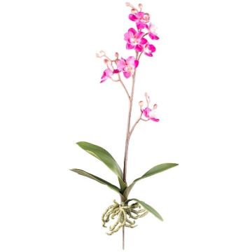 Orchidée Phalaenopsis décorative MALZA, piquet, racines, cerise, 55cm