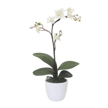 Orchidée Phalaenopsis décorative MALZA, piquet, racines, crème, 55cm Orchidée Phalaenopsis décorative MALZA, piquet, racines, crème, 55cm