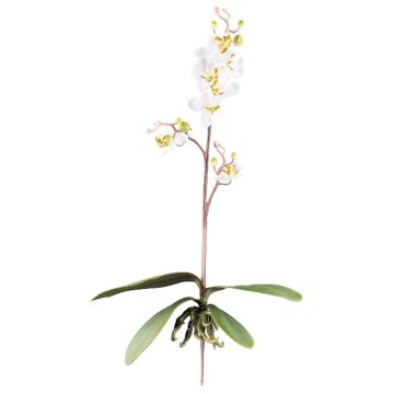 Orchidée Phalaenopsis décorative MALZA, piquet, racines, crème, 55cm Orchidée Phalaenopsis décorative MALZA, piquet, racines, crème, 55cm