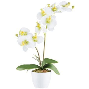 Orchidée Phalaenopsis en tissu KRUZBER, pot en céramique, racines, blanc-vert, 55cm