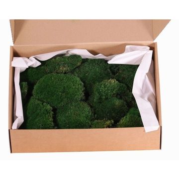 Véritable mousse en plaques DIMITRA, verte, 800g, 0,15 m² Véritable mousse en plaques DIMITRA, verte, 800g, 0,15 m²