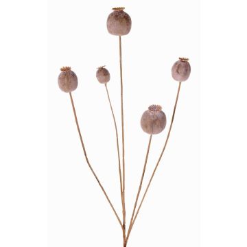 Branche de capsules de pavot artificielle FILOMELA, marron clair, 75cm, Ø2-3,5cm Branche de capsules de pavot artificielle FILOMELA, marron clair, 75cm, Ø2-3,5cm