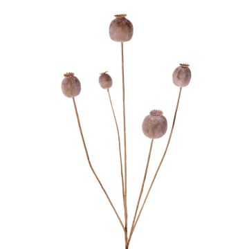 Branche de capsules de pavot artificielle FILOMELA, marron clair, 75 cm, Ø 2-3,5 cm Branche de capsules de pavot artificielle FILOMELA, marron clair, 75 cm, Ø 2-3,5 cm