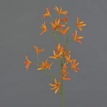 Fleur artificielle: branche de Tweedia solanoides PALLAS, orange, 70cm, Ø5cm Fleur artificielle: branche de Tweedia solanoides PALLAS, orange, 70cm, Ø5cm