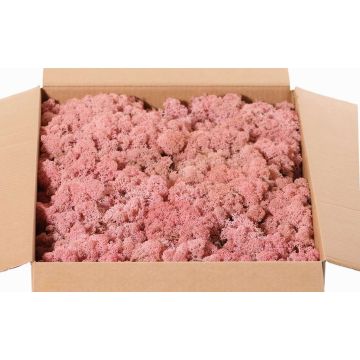 Véritable mousse d'Islande SVEINBJÖRN, rose, 2,7kg Véritable mousse d'Islande SVEINBJÖRN, rose, 2,7kg